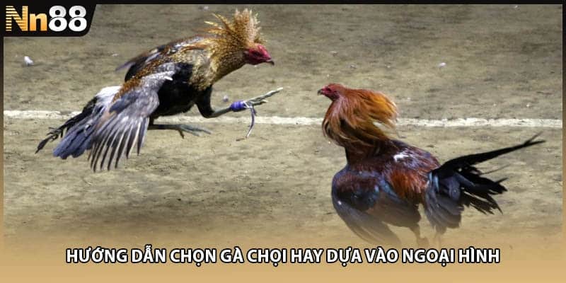 Hướng dẫn chọn gà chọi hay dựa vào ngoại hình