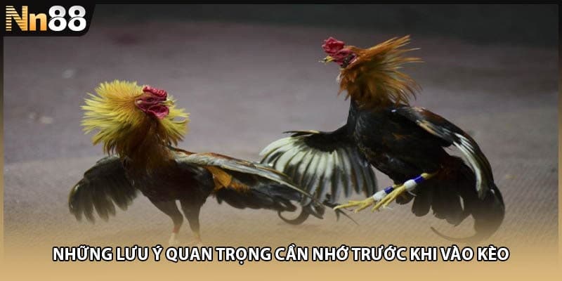 Những lưu ý quan trọng cần nhớ trước khi vào kèo